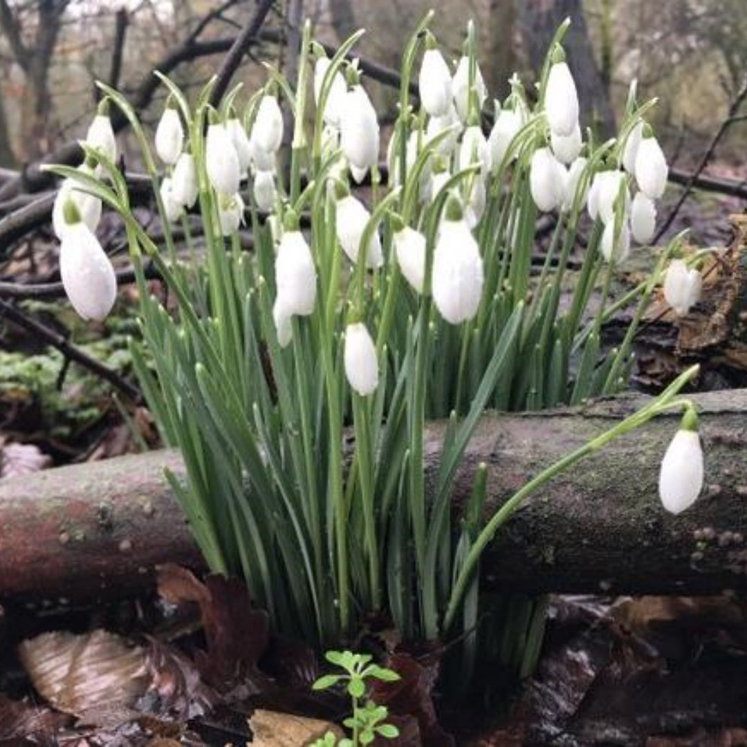 Snowdrops - Galanthus Nivalis - Perennializing Outdoor Live Plant Garden - Early Blooming Flowers(40 Seeds)