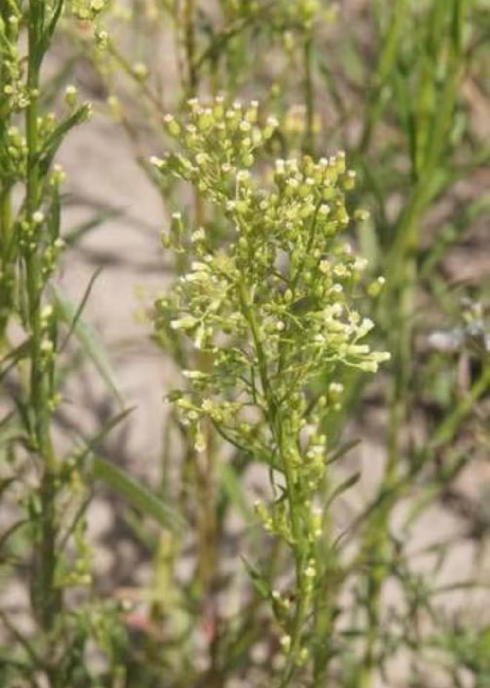100 Horseweed (Erigeron canadensis) seeds