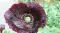 Papaver Somniferum Seeds: Breadseed Poppy Flower - Mixed Colors