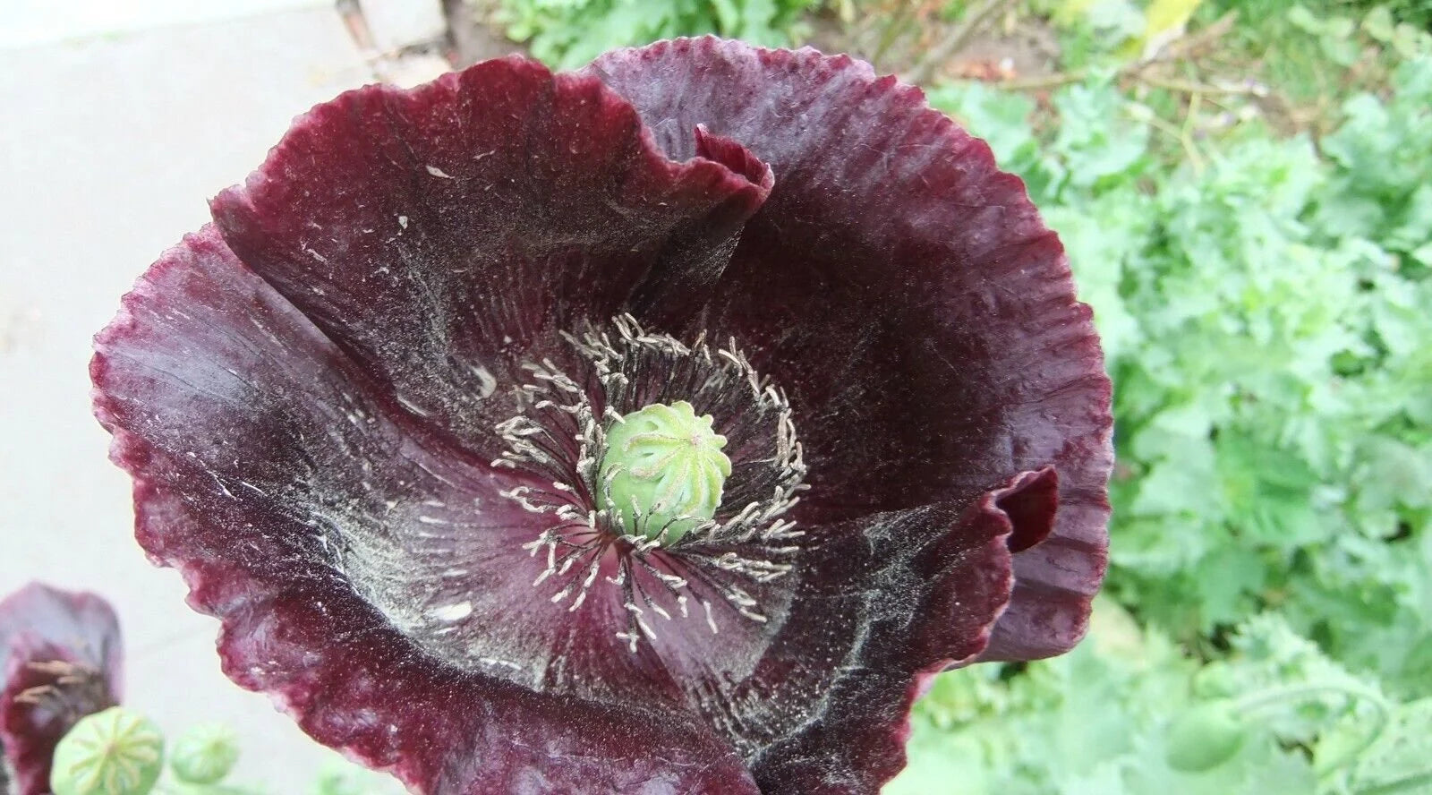 Papaver Somniferum Seeds: Breadseed Poppy Flower - Mixed Colors