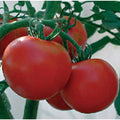 Rutgers Improved Tomato Seeds(10 Seeds)