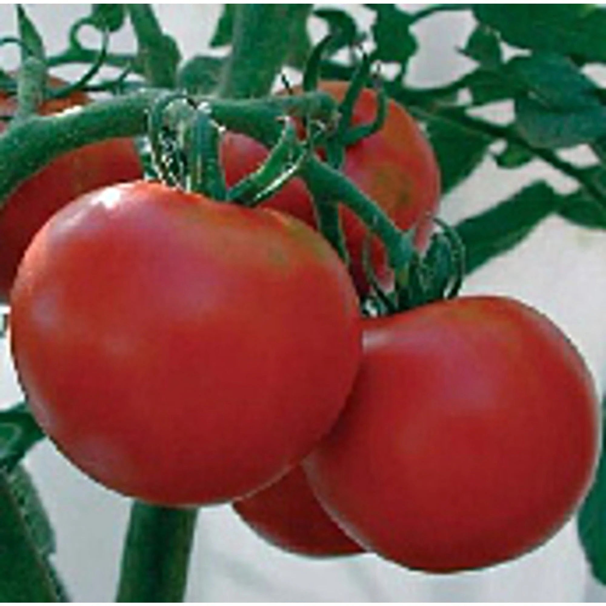 Rutgers Improved Tomato Seeds(10 Seeds)