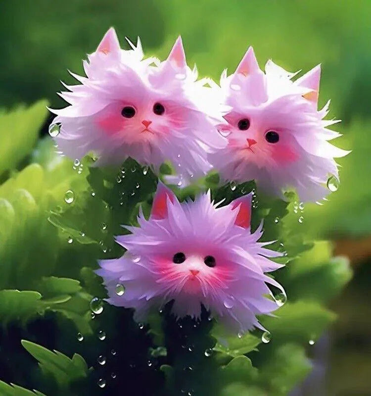 Big Flower Cat Face Cat#39;s Eye Dazzle Orchid Flower 50 Seeds