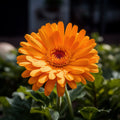 Orange Calendula Flower Herb Seeds - Heirloom, Non GMO - Indoors, Outdoors, In Pots, Grow Beds, Soil, Hydroponics  Aquaponics
