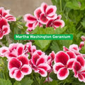 25 Martha Washington Geranium Seeds, Regal Pelargonium, Bold Blooms, Indoor or Outdoor Flowers