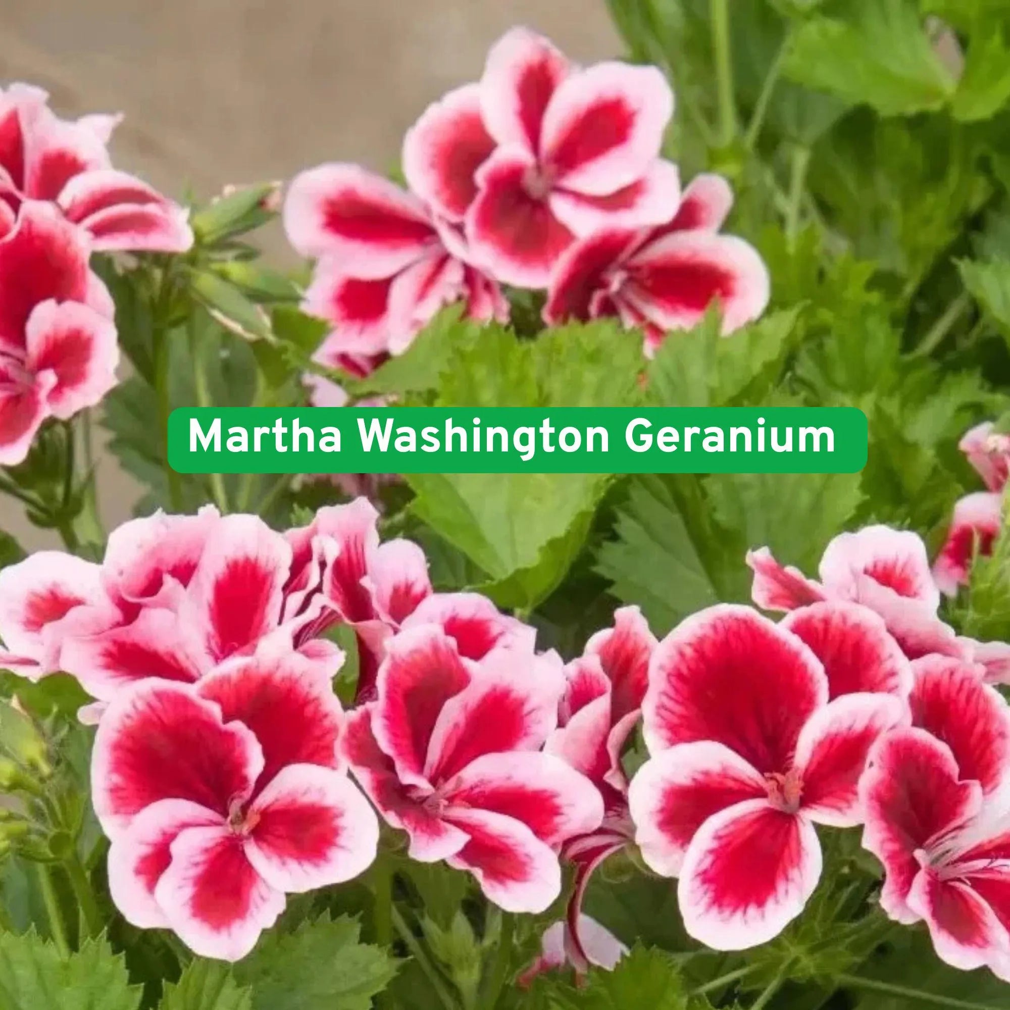 25 Martha Washington Geranium Seeds, Regal Pelargonium, Bold Blooms, Indoor or Outdoor Flowers