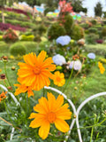 200 Sunflower Coreopsis Grandiflora Seeds for Garden Planting USA Easy to Grow
