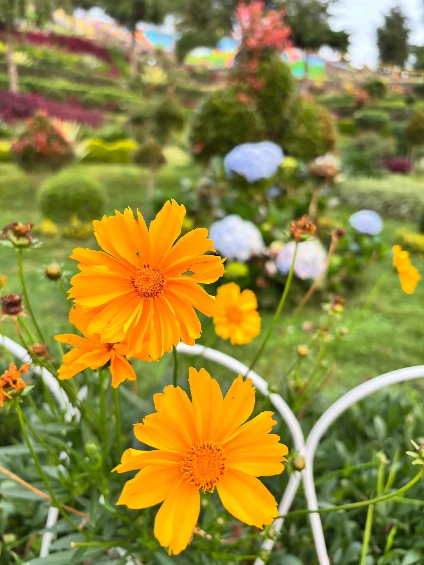 200 Sunflower Coreopsis Grandiflora Seeds for Garden Planting USA Easy to Grow