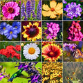 Mix Perennial Wild Flower 1200 Seeds Pollinator Food Garden Heirloom
