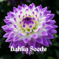 Purple  White Dahlia Seeds: Rare Bicolor Perennial Blooms - 20 Fresh Seeds