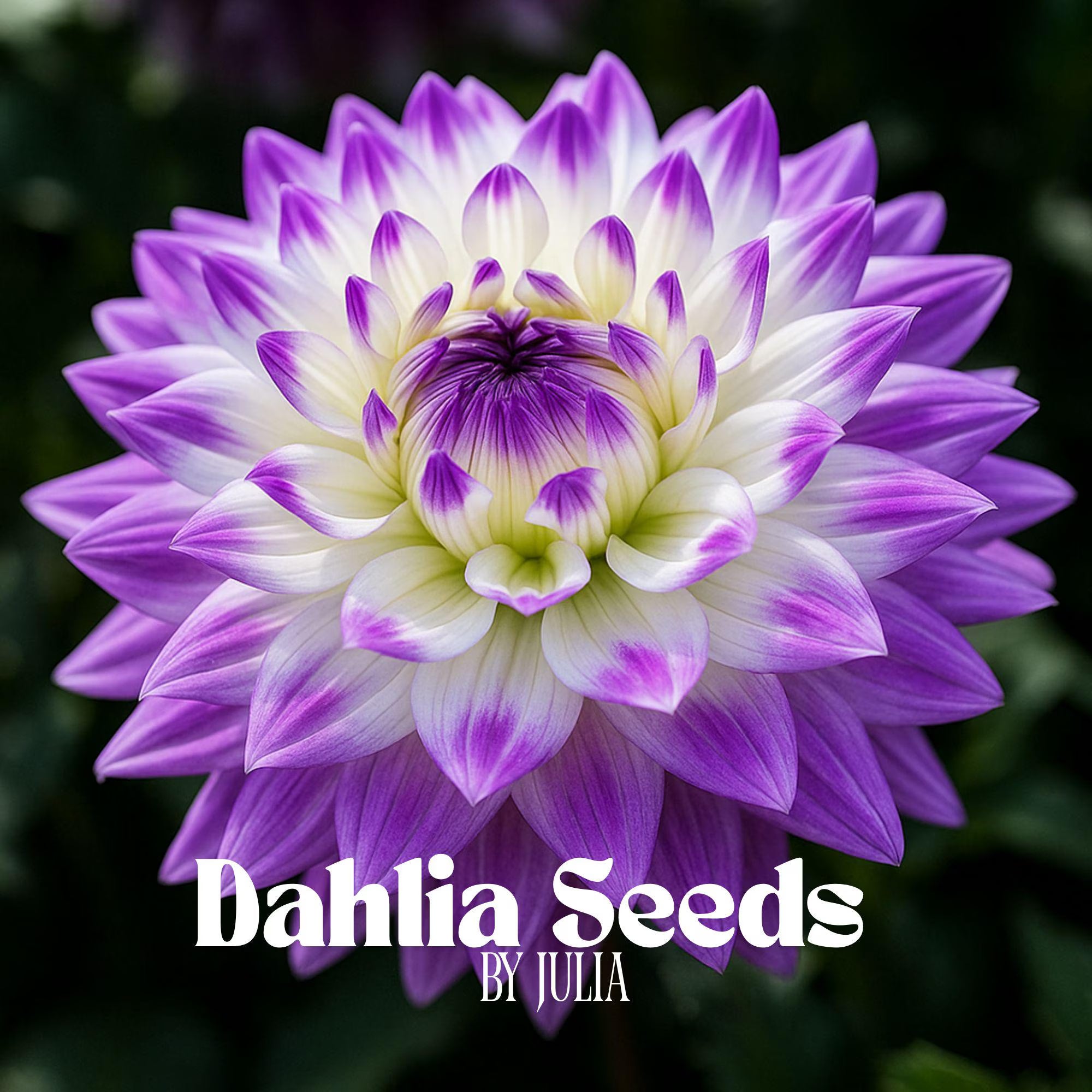 Purple  White Dahlia Seeds: Rare Bicolor Perennial Blooms - 20 Fresh Seeds