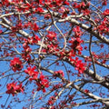 Kapok Red Silk Cotton Tree (Bombax Ceiba) Seeds(10+ Seeds)