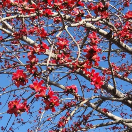 Kapok Red Silk Cotton Tree (Bombax Ceiba) Seeds(10+ Seeds)
