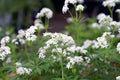 SWEET WOODRUFF Seeds *FREE Shipping!* Fresh  Organic Galium odoratum seeds | white outdoor flower seeds bulk | rare seeds bedstraw(20 Seeds)