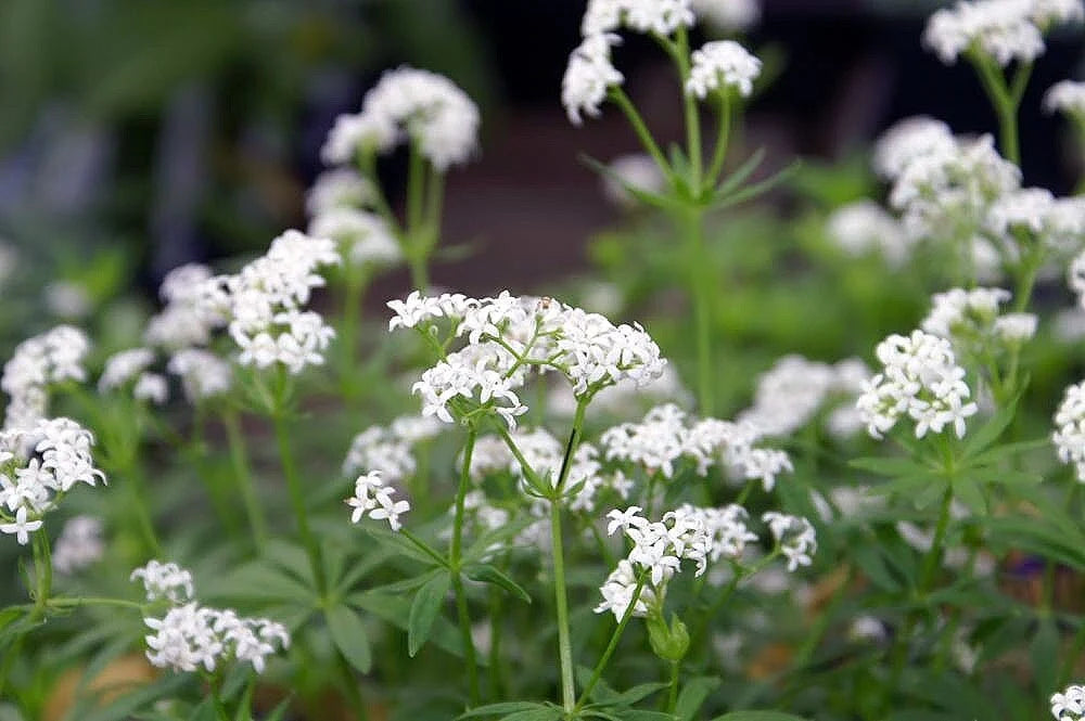 SWEET WOODRUFF Seeds *FREE Shipping!* Fresh  Organic Galium odoratum seeds | white outdoor flower seeds bulk | rare seeds bedstraw(20 Seeds)