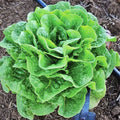 Winter Density,  Lettuce,  Heirloom Seeds,  Vegetable Gardening   Frost Resistant   Non-GMO(200 Seeds)