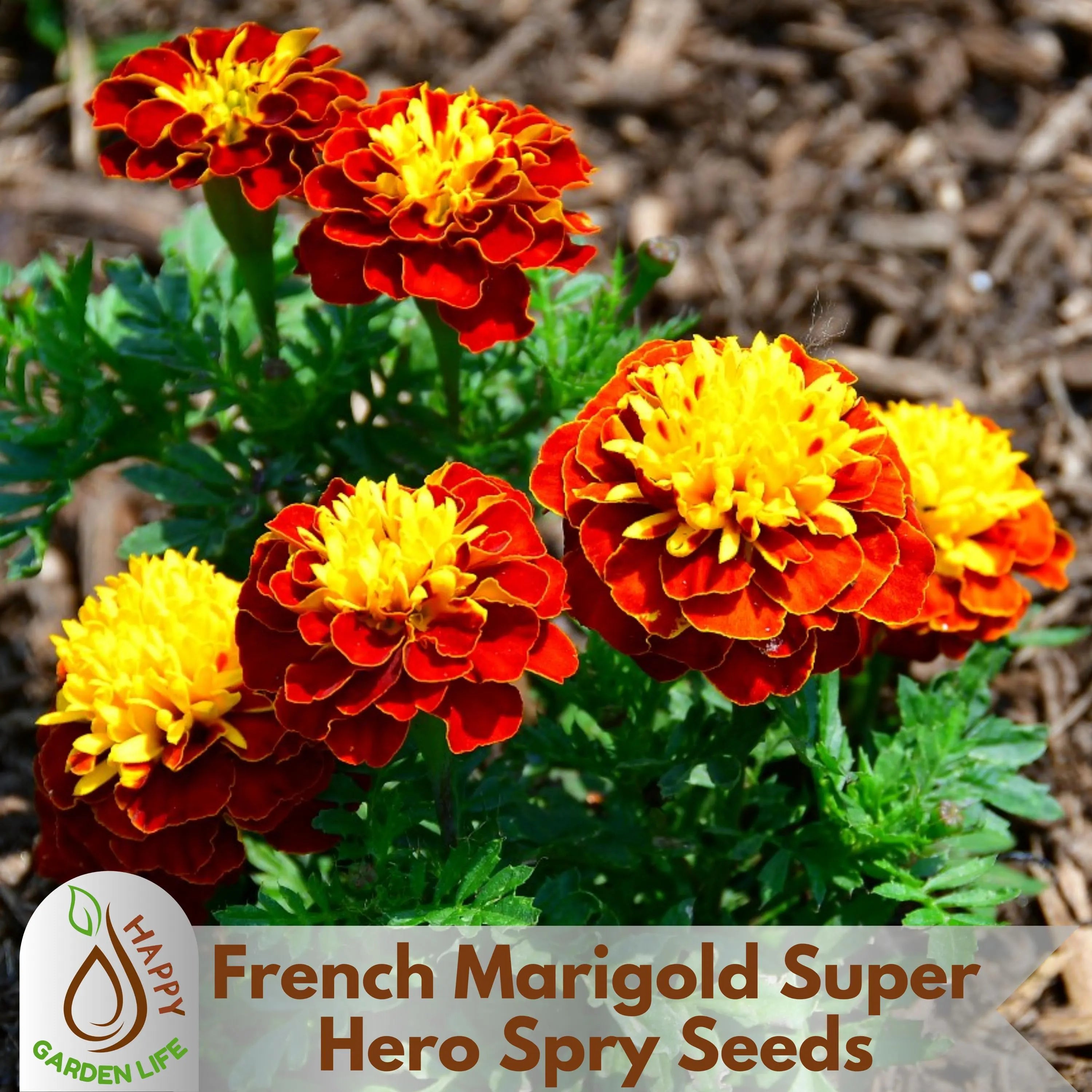 15+ Seeds| French Marigold Super Hero Spry Seeds - Open-Pollinating - Potted - Cold Resistant - Dwarf - Plant in Spring/After frost #291