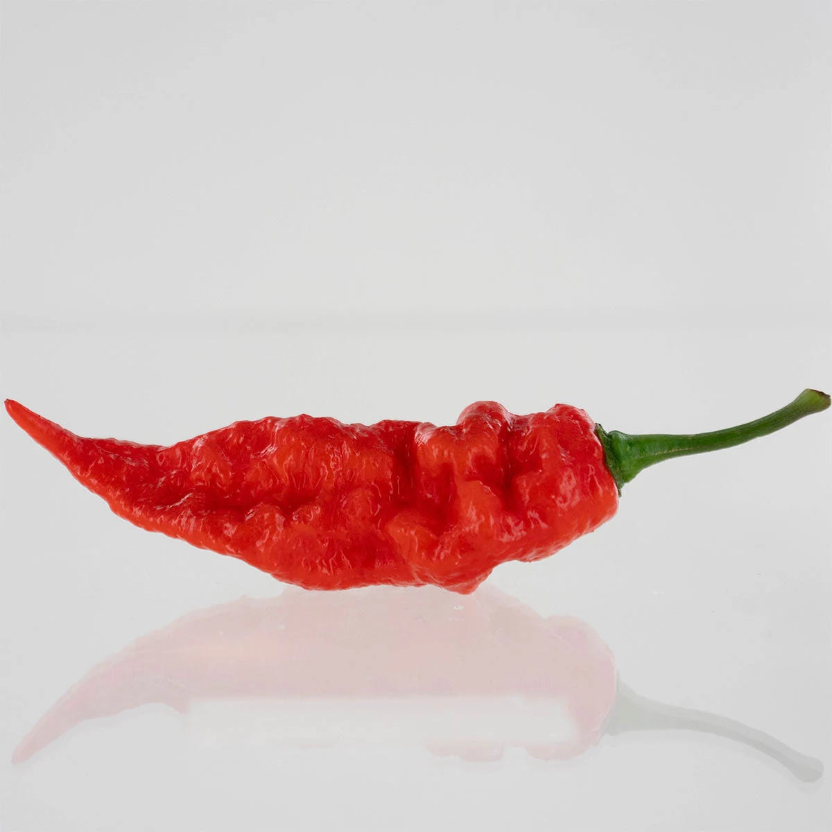 Sepia Reaper x Pimenta de Neyde Pepper Seeds(10+ Seeds)