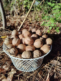 Carya tomentosa 10 Nuts Mockernut Hickory 2025 Texas Native