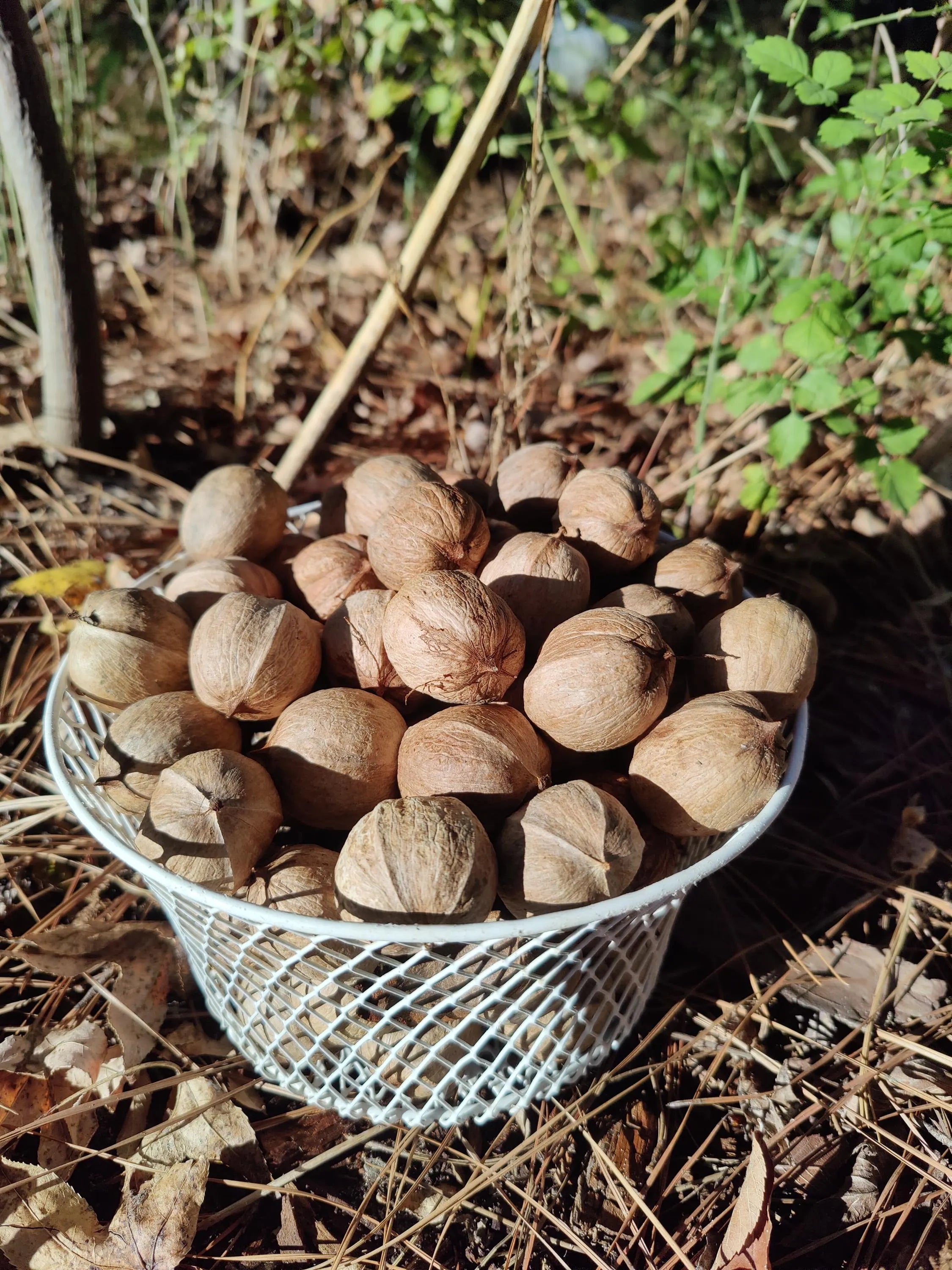 Carya tomentosa 10 Nuts Mockernut Hickory 2025 Texas Native