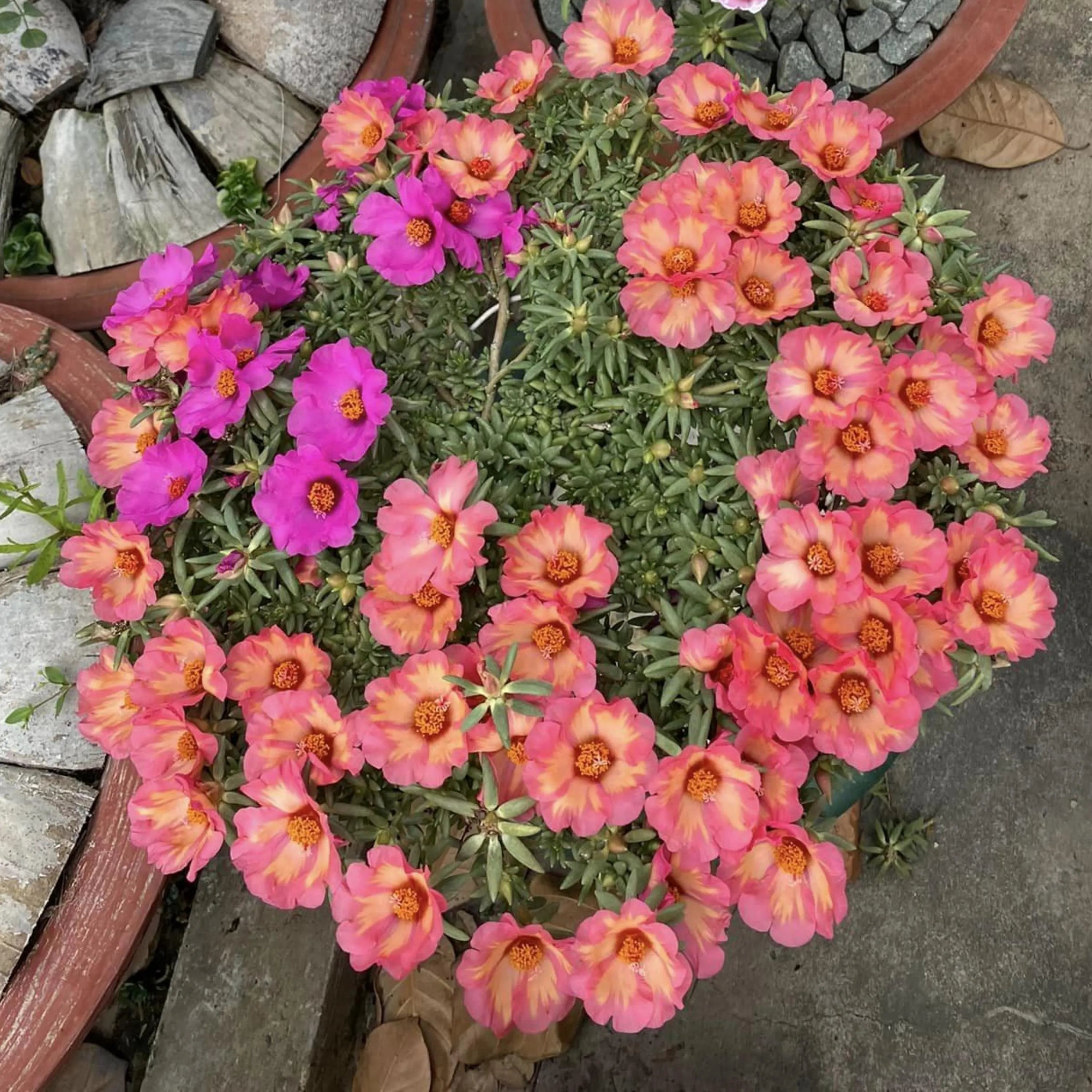 PINK and SALMON Single Massive Bloom (Portulaca Moss Rose) Seeds - Low Maintenance,Ground Cover, Attracts Pollinators,Plant in Spring/Summer(5 Seeds)