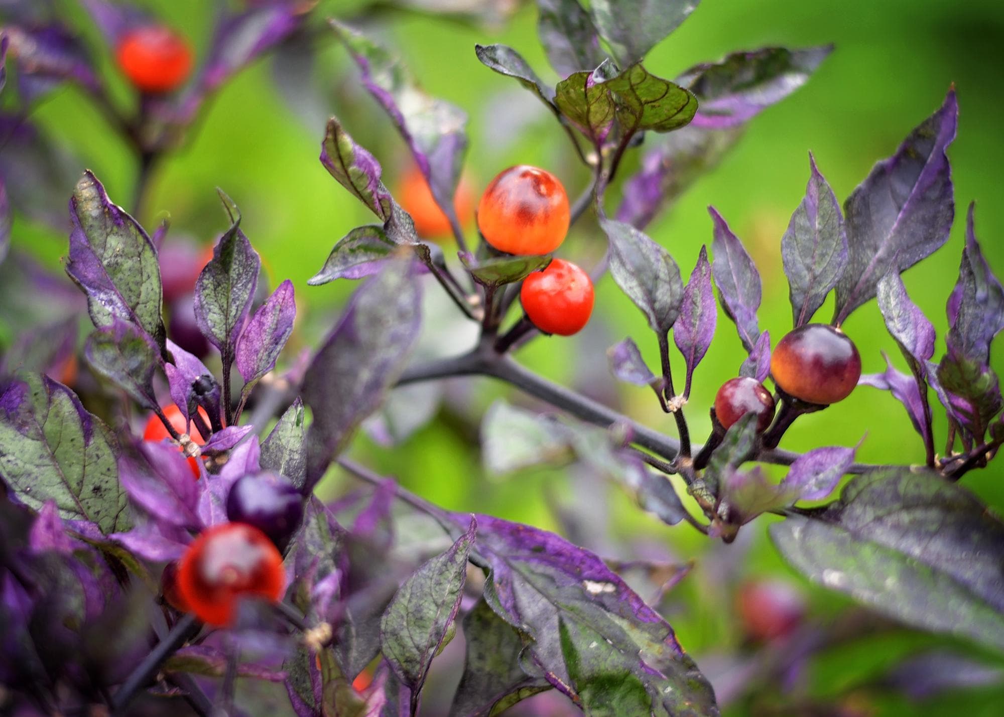 Indonesian Variegated X Purple Flash F5 pepper seeds