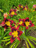 Hemerocallis Hybridized Daylily Seeds Dangerous Knight x Kryptonite 15 Seeds