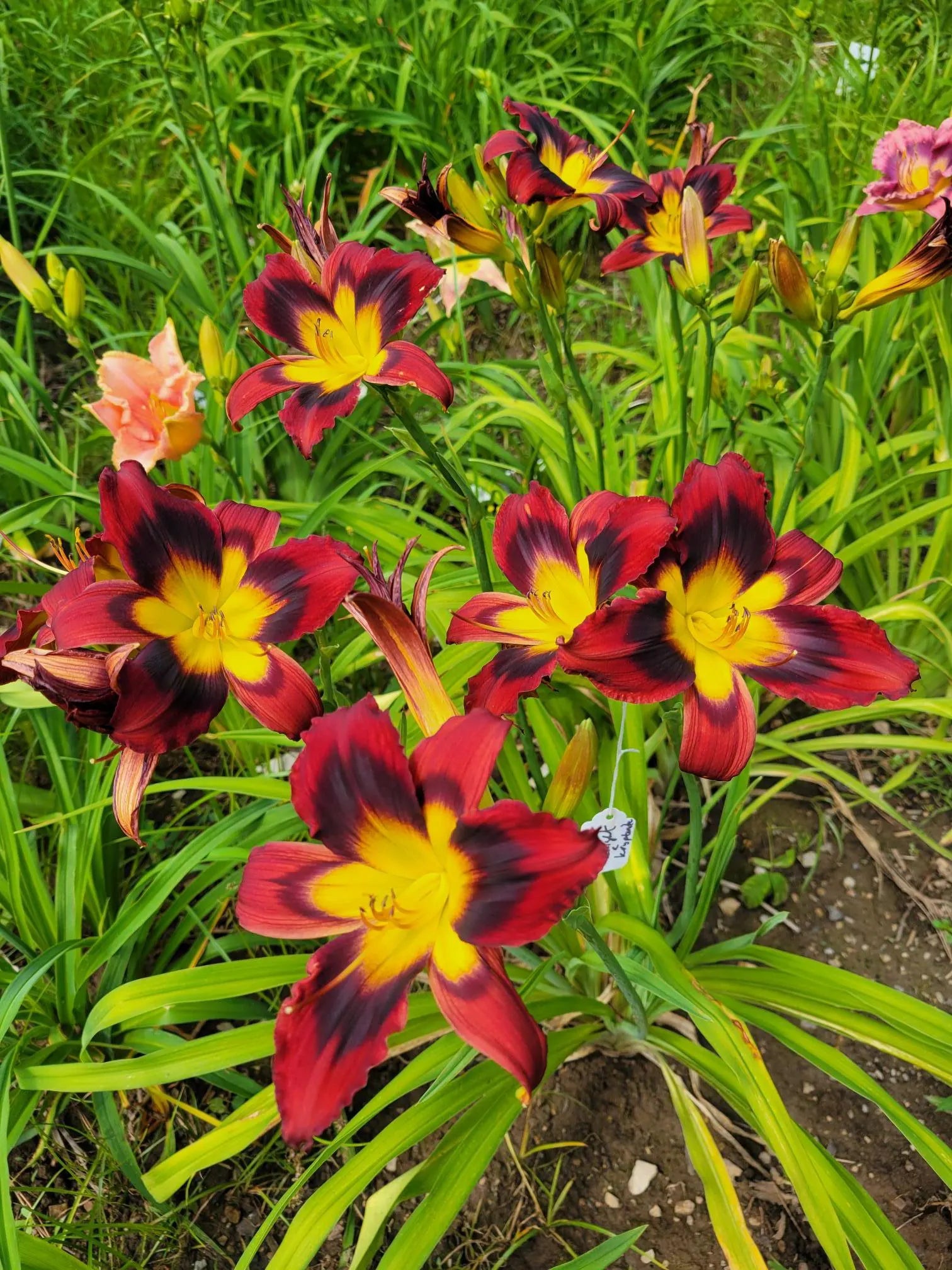Hemerocallis Hybridized Daylily Seeds Dangerous Knight x Kryptonite 15 Seeds