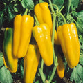 Golden Marconi Sweet Pepper Seeds 50+ Vegetable Garden NON-GMO USA