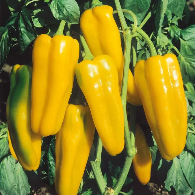 Golden Marconi Sweet Pepper Seeds 50+ Vegetable Garden NON-GMO USA