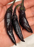 Murasaki Purple Sweet Pepper Seeds. Rare 12 Non GMO Seeds. Capsicum annuum. Organic Garden.