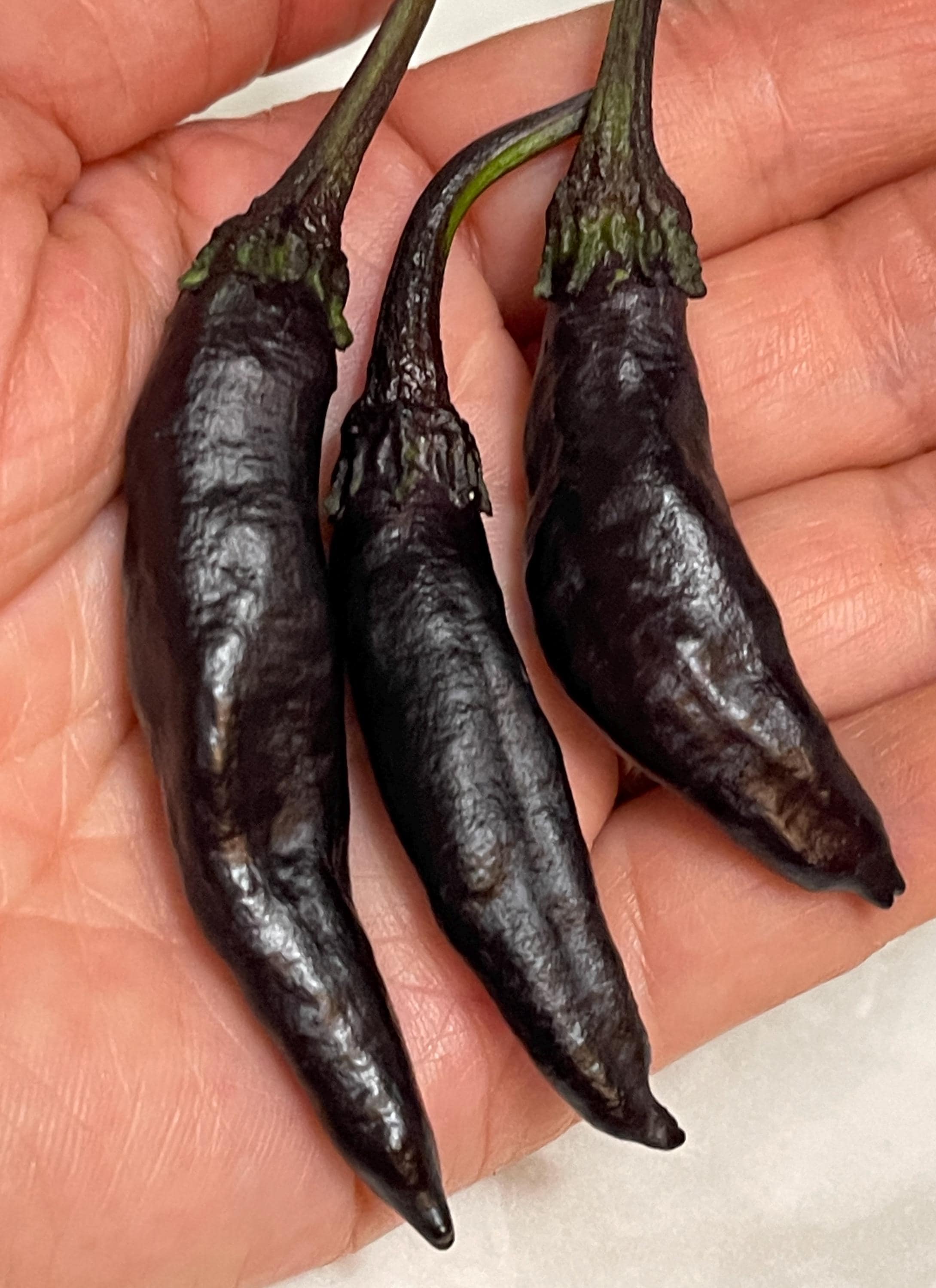 Murasaki Purple Sweet Pepper Seeds. Rare 12 Non GMO Seeds. Capsicum annuum. Organic Garden.