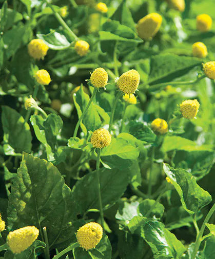 Toothache Plant seeds (Spilanthes)/(Acmella oleracea) // AKA: Electric Daisy, Buzz or Sichuan Buttons, Paracress, Eyeball Plant, or Jambu.