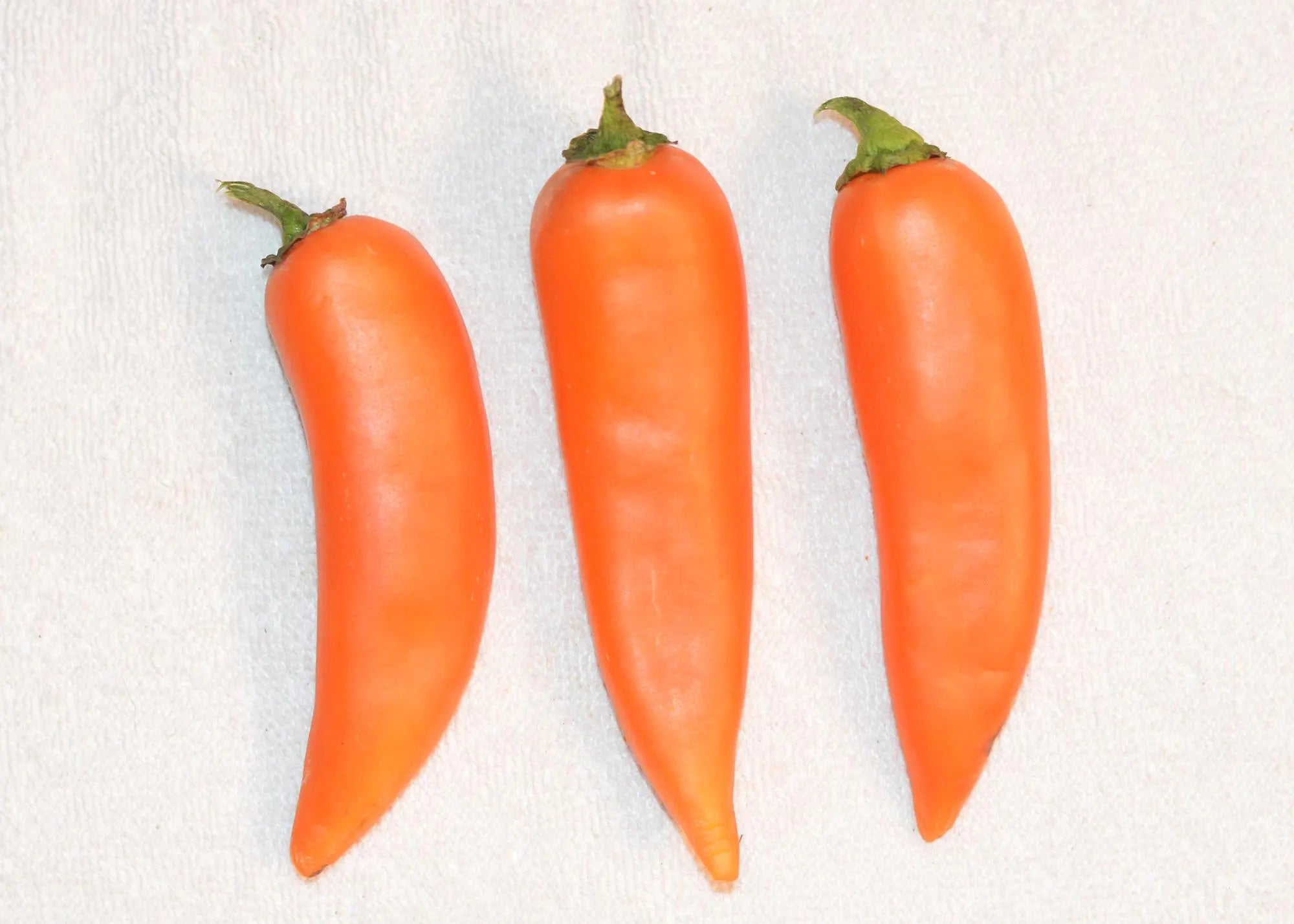 Giant Orange Jalapeno pepper seeds