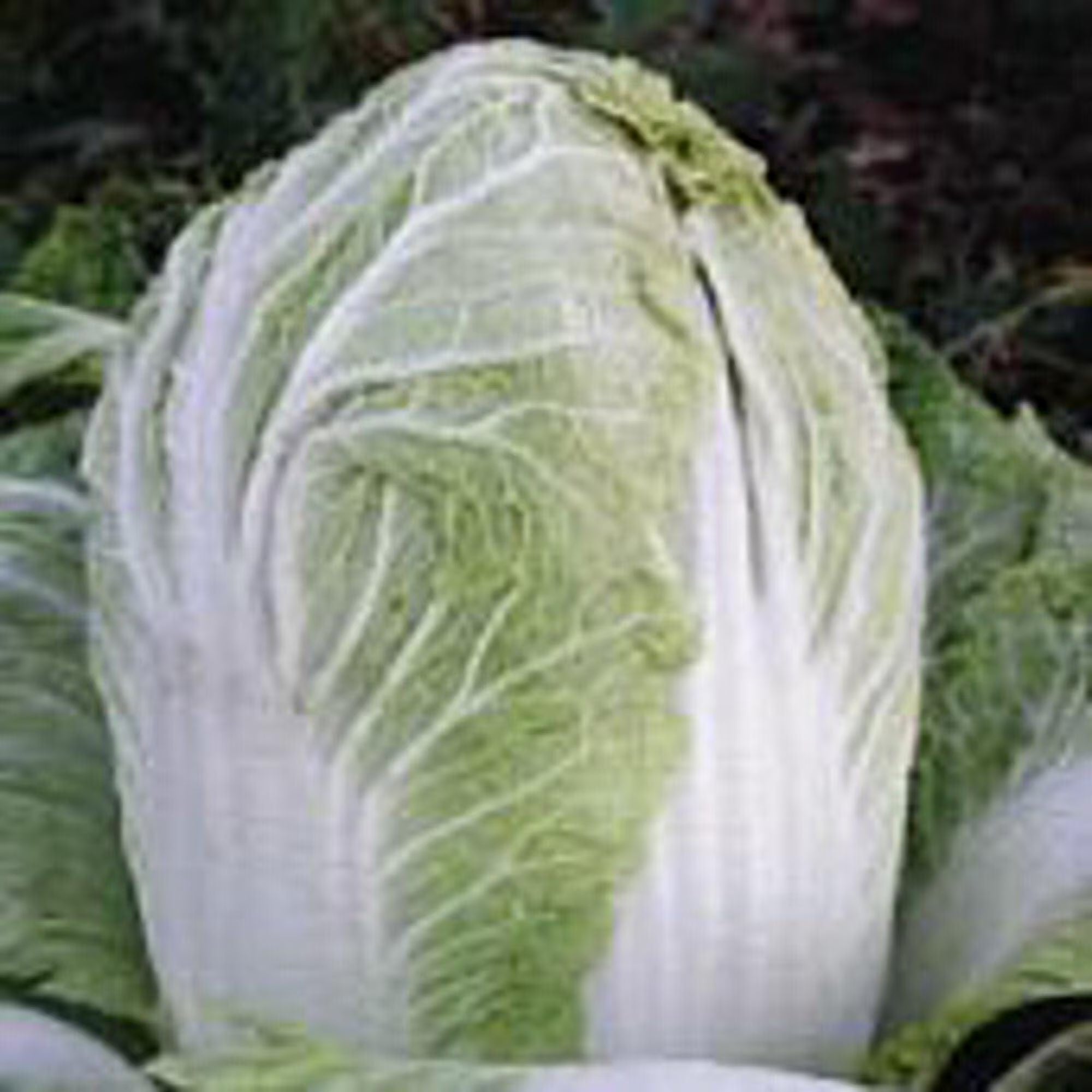 China Express Chinese Cabbage Seeds(10 Seeds)