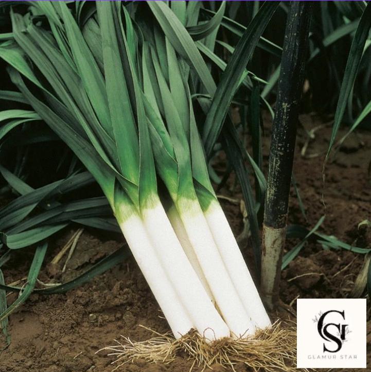 American Flag Leek Seeds - Heirloom NON-GMO -  Cold Hardy Giant Stems – Easy to Grow Fall  Winter Veg