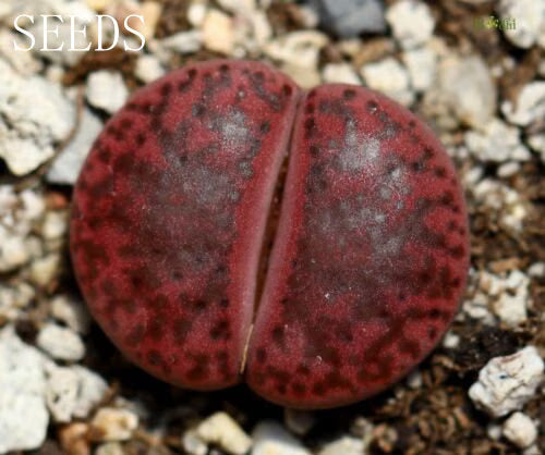 SEEDS -Lithops bromfieldii ‘Embers’ C393A 10seeds