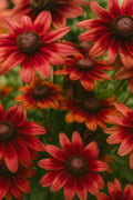 200+ Cherry Brandy Rudbeckia Seeds, Rare Red Black-Eyed Susan, Pollinator-Friendly Garden Flower Seeds(200 Seeds)