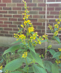 Zig Zag Goldenrod - Solidago Flexicaulis - 200 seeds - J3Natives