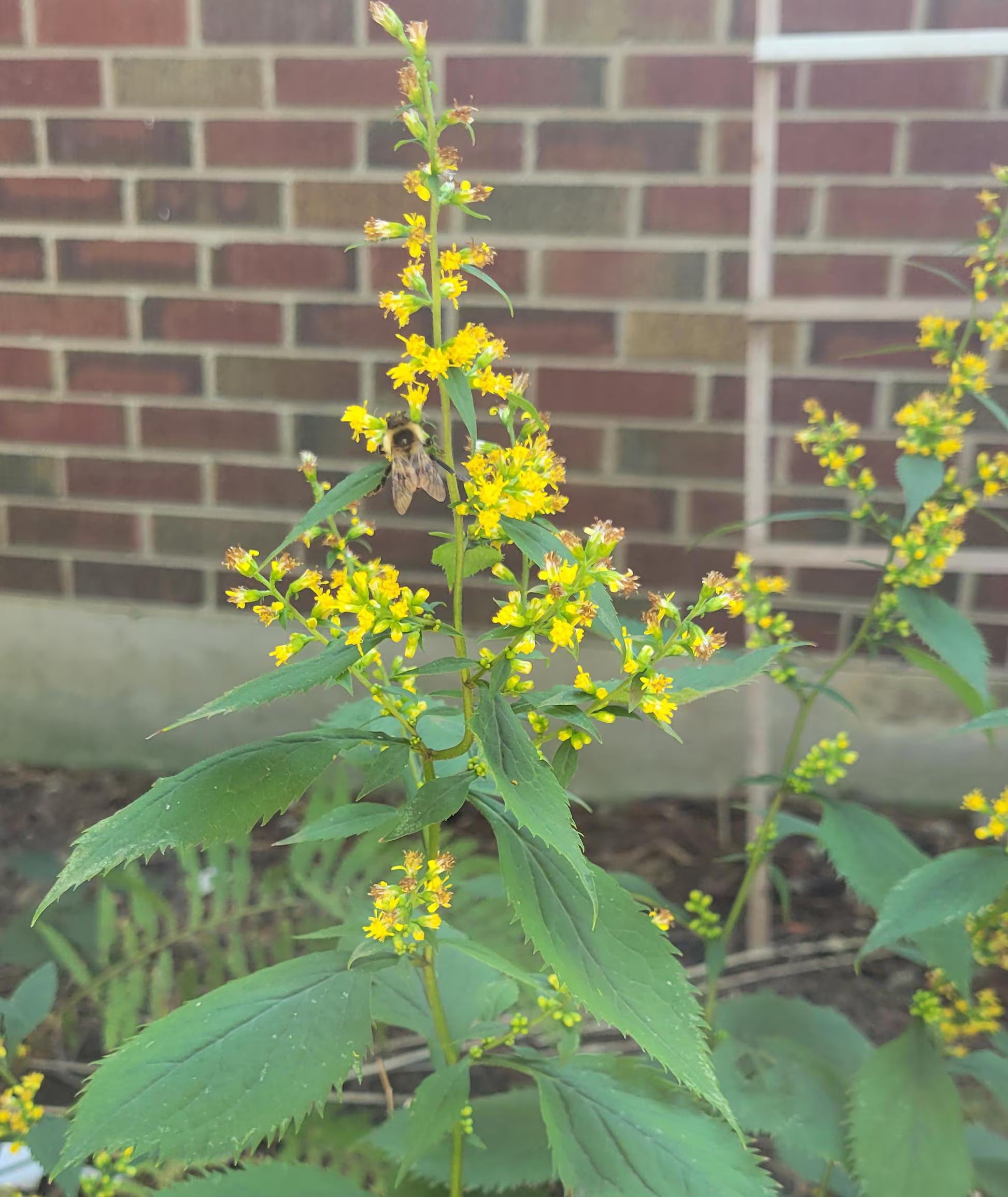 Zig Zag Goldenrod - Solidago Flexicaulis - 200 seeds - J3Natives