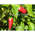 Fresno Chili Pepper Seeds. 10 Non GMO Seeds. Heirloom. Heavy Producer.