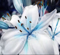 50+ Seeds Blue Lily / blue Rare Lily Plant Seeds Potted