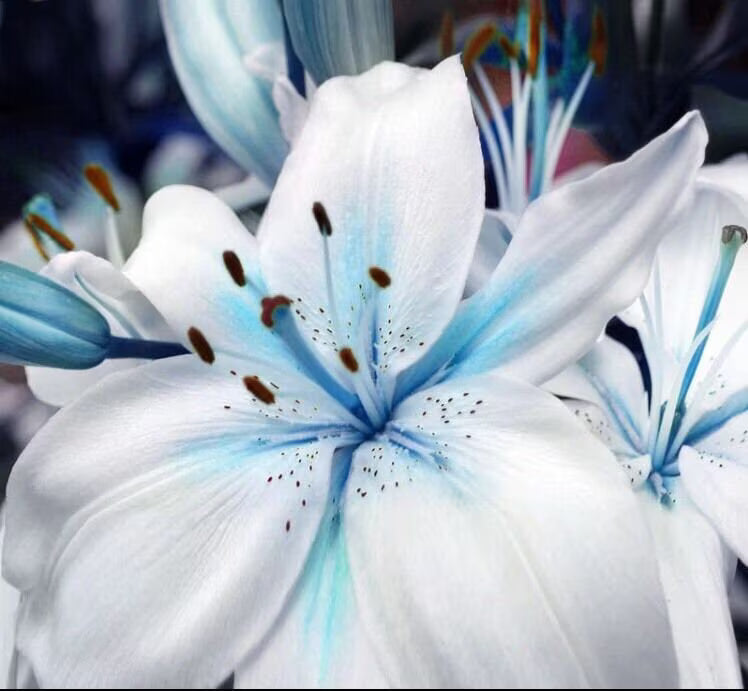 50+ Seeds Blue Lily / blue Rare Lily Plant Seeds Potted