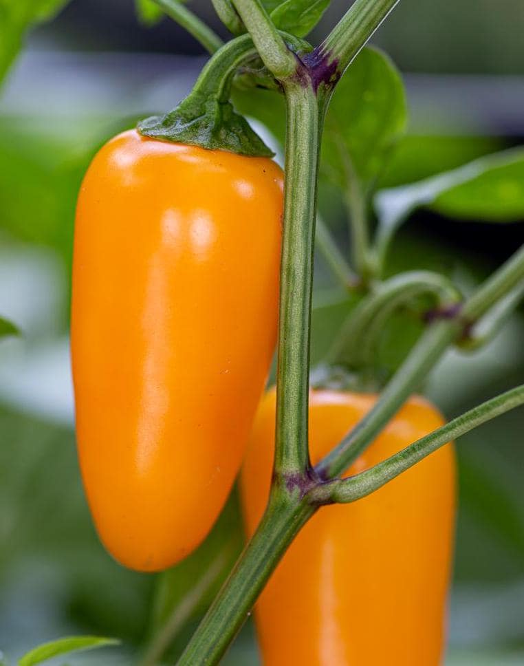 NuMex Pumpkin Spice Pepper Seeds 25-50 Seeds(NON-ISOLATED)