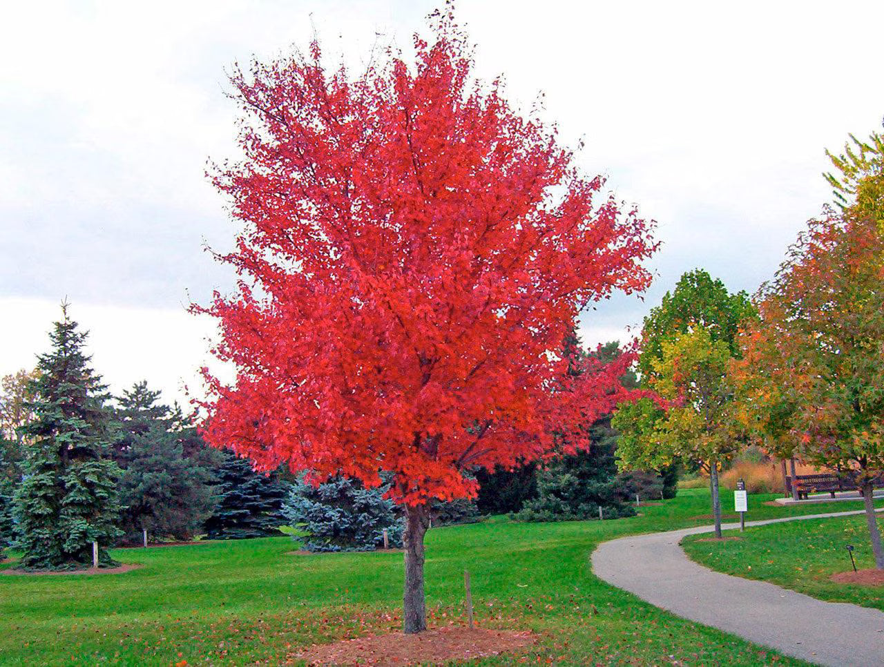 25 SIBERIAN MAPLE TREE Acer Ginnala Seeds Red Leaves *Comb S/H