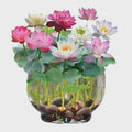Lotus Mix Flower Seed | Hand Picked Aquatic Plants Water Garden 60 Seeds