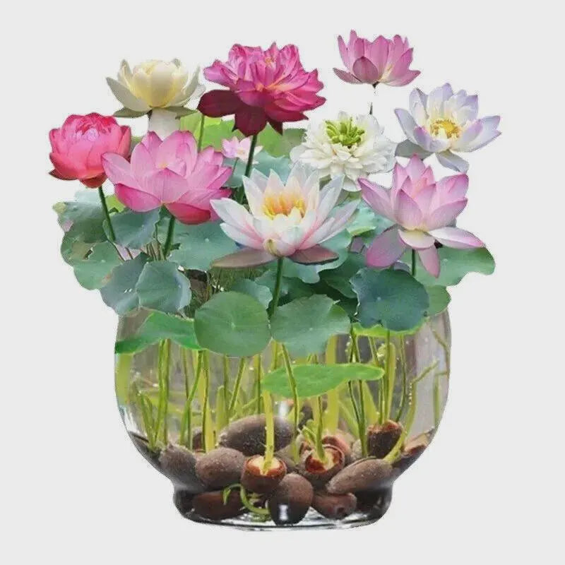 Lotus Mix Flower Seed | Hand Picked Aquatic Plants Water Garden 60 Seeds