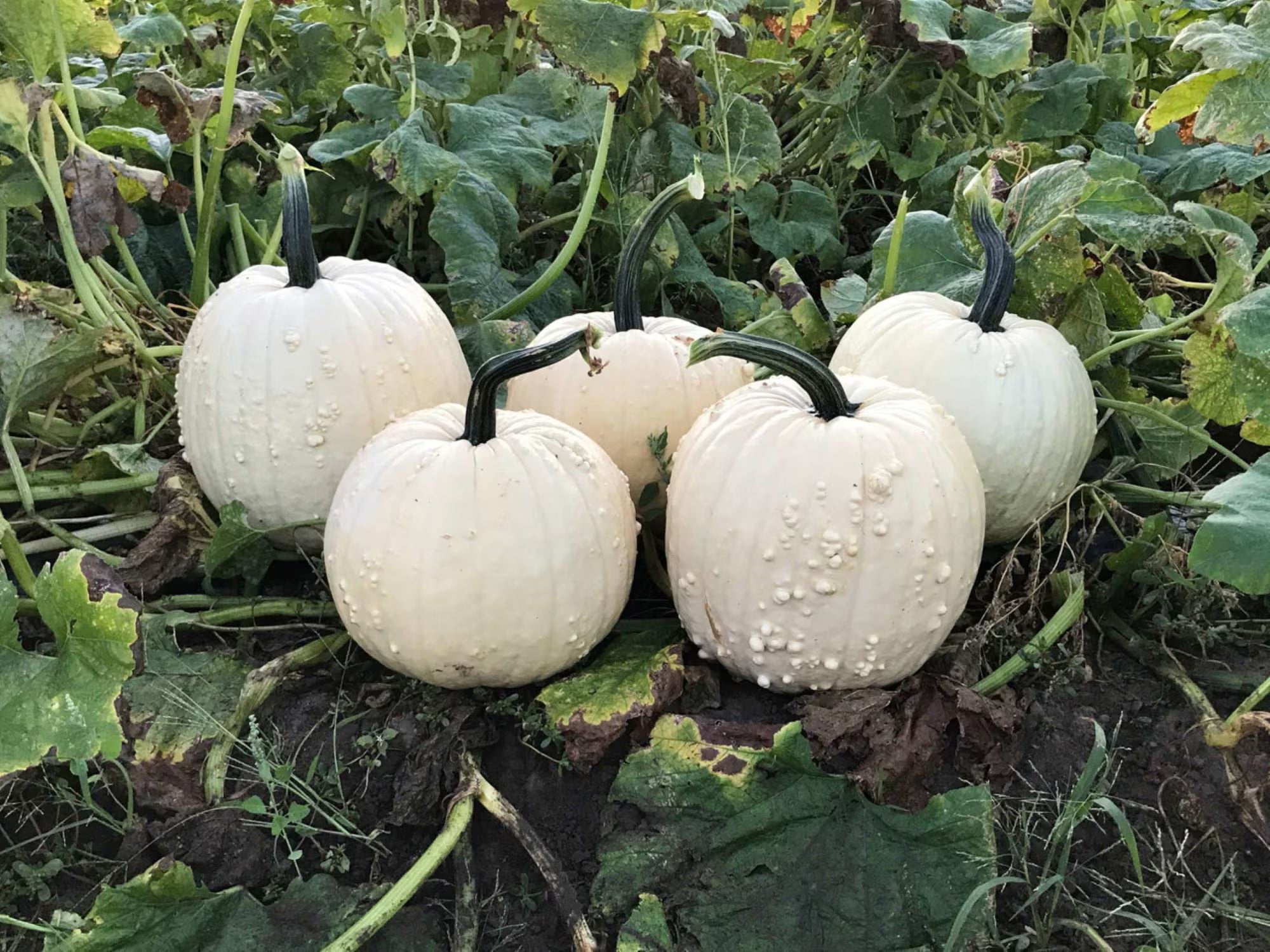 10 Specter warted pumpkin seeds - USA ! Unique ! Specialty ! White ! Halloween !