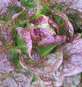 Organic;Sweet Valentine; Lettuce(20 Seeds)