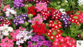 Verbena Compacta Mix  200 Non-GMO Seeds | Colorful Groundcover | Dwarf Perennial | Pollinator Friendly | Easy Grow Flower Seeds
